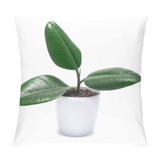 Personality  Potted Ficus Elastica House Plant In A Pot Isolated On White Background. Pillow Covers