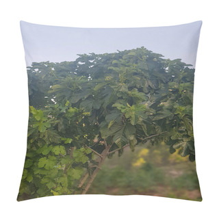 Personality  Fig Tree With A Grape Vine Growing Up Its Trunk. The Fig Tree Is A Large, Leafy Tree With Dark Green Leaves. The Grape Vine Is A Winding, Leafy Vine Pillow Covers