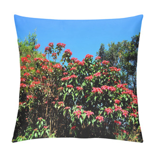 Personality  Christmas Star Or Poinesettia, Red Poinsettia Flowers (Euphorbia Pulcherrima) Pillow Covers