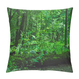 Personality  Landscape Of The Bialowieza Primeval Forest, Poland And Belarus Pillow Covers