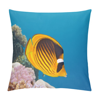 Personality  Closeup Of Butterfly Fish - Red Sea Pillow Covers