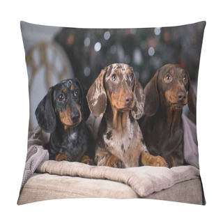 Personality  Dachshunds Three Colorful Dogs Pillow Covers