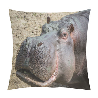 Personality  Hippopotamus- Hippopotamus Amphibius Pillow Covers