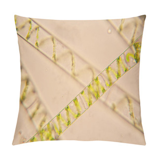 Personality  Fresh Pond Water Plankton And Algae At The Microscope. Spirogyra Pillow Covers