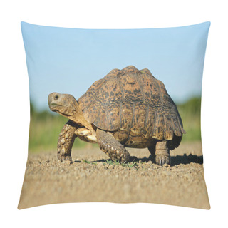 Personality  Mountain Tortoise Pillow Covers