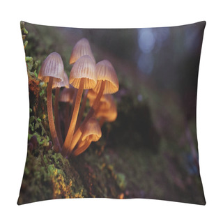 Personality  Poisonous Mushrooms Toadstool Group Pillow Covers