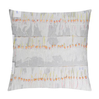 Personality  Experiment With Sprouted Corn Seeds Lie On Moist Cloth Pillow Covers