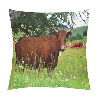 Personality  French Cow (Auvergne) Pillow Covers