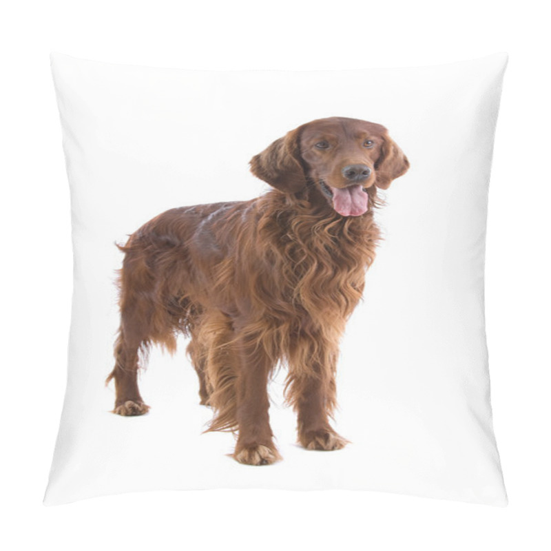 Personality  Irish Red Setter Pillow Covers