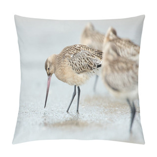 Personality  Bar-tailed Godwit  Birds Pillow Covers