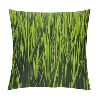 Personality  Bright Green Grass In The Sunlight. Pillow Covers