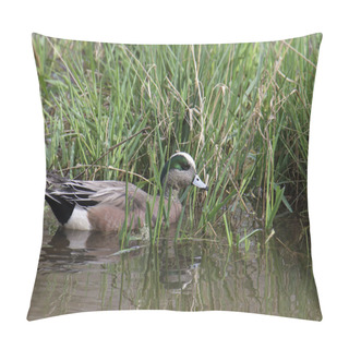 Personality  American Wigeon (male) (anas Americana) Swimming At The Edge Of A Grassy Wetland Pillow Covers