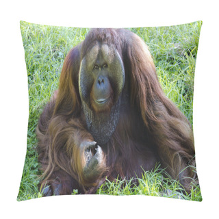 Personality  Wildlife And Animals - Orangutan Pillow Covers