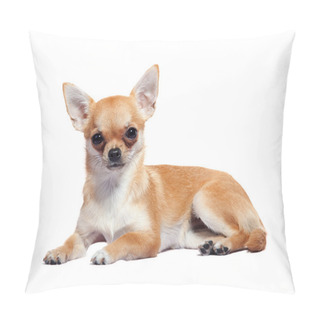 Personality  Chihuahua Lying Pillow Covers