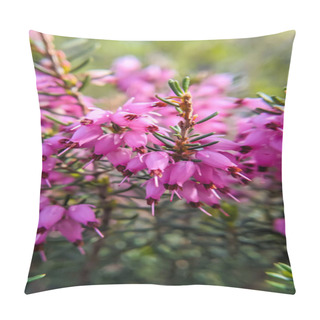 Personality  Pink Flowers Of Heather Close-up. Macro Photo Of Heather Flowers Pillow Covers