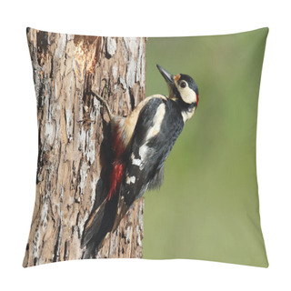 Personality  Great Spotted Woodpecker (Dendrocopos Major) Germany Pillow Covers