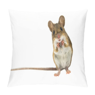 Personality  Surprised Field Mouse With Clipping Path Pillow Covers