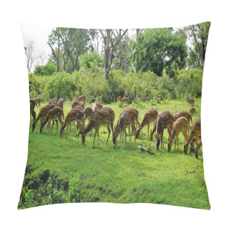 Personality  Large Group Of Wild Spotted Deers Or Axis Deers Herd Grazing In The Bandipur Mudumalai Ooty Road, India. Beauty In Their Natural Habitat Pillow Covers