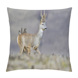Personality  Wild Roe Deer In A Field Pillow Covers