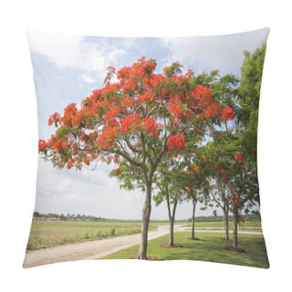 Personality  Royal Poinciana Tree - 1 Pillow Covers