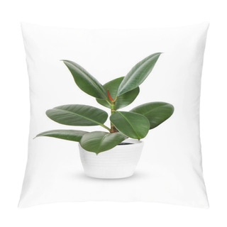 Personality  Young Ficus Elastica A Potted Plant Isolated Over Whit Pillow Covers