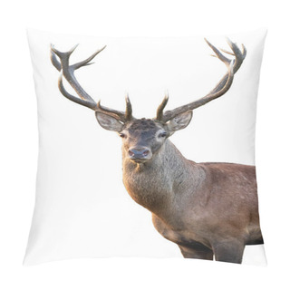 Personality  Close-up Red Deer Stag Head With Antlers In Summer Isolated On White Background Pillow Covers