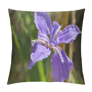 Personality  Capturing The Exquisite Details Of A Blooming Iris Tectorum Flower In Enchanting Shades Of Purple-blue, This Close-up Shot Brings The Beauty Of The Garden To Life Pillow Covers