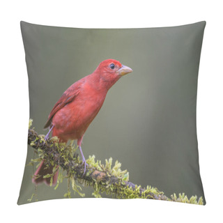Personality  Summer Tanager - Piranga Rubra, Beautiful Red Tanager From Costa Rica Forest. Pillow Covers