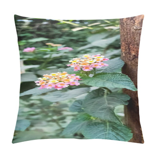 Personality  Beautiful Lantana Camara Flowers Blooming In The Garden  Pillow Covers