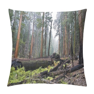 Personality  Sequoia National Park Pillow Covers