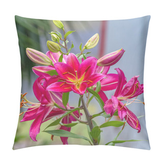 Personality  Pink Lillies On A Rainy Day In The Garden At Woy Woy, NSW, Australia Pillow Covers