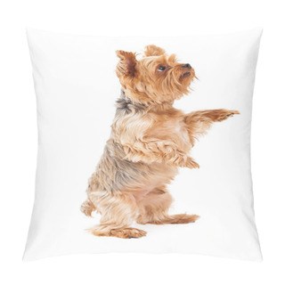 Personality  Gorgeous Yorkshire Terrier Puppy Begging Pillow Covers