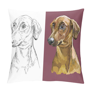 Personality  Realistic Head Of German Pinscher. Vector Black And White And Colorful Isolated Illustration Of Dog. For Decoration, Coloring Book Pages, Design, Prints, Posters, Postcards, Stickers, Tattoo. Pillow Covers