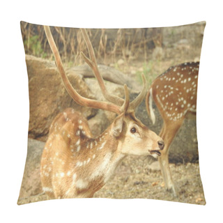 Personality  Noble Deer Male In Winter Snow Forest Beautiful Fallow Deer In Winter Outdoors. Fighting With Their Horns.  Fighting In Forest Towards Each Other. Close Up Red Deer Stag In Forest, Single Noble Deer With Big Beautiful Horns On Snowy Field, Roe Deer Pillow Covers