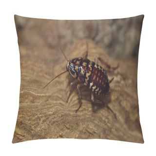 Personality  Harlequin Cockroach (Neostylopyga Rhombifolia). Tropical Insect.  Pillow Covers