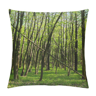 Personality  Sunlight Filters Through The Leaves, Illuminating The Forest Floor. Pillow Covers