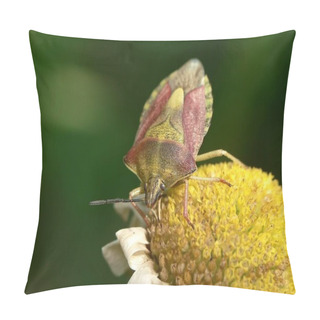 Personality Closeup Of Bug At Wild Nature Pillow Covers