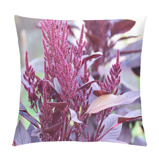Personality  In The Summer, Amaranth Blooms In The Garden Pillow Covers