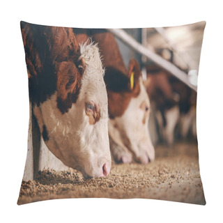 Personality  Close Up Of Calf On Animal Farm Eating Food. Meat Industry Concept. Pillow Covers