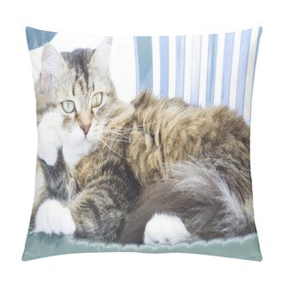 Personality  Cat Licking Paw,pretty Kitten Long Haired Pillow Covers