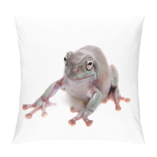 Personality  Australian Green Tree Frog On White Background Pillow Covers