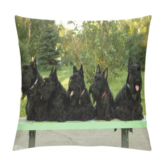 Personality  Scottish Terriers Pillow Covers