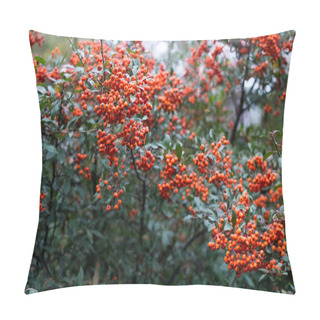 Personality  Red Berries Of Pyracantha Coccinea Pillow Covers