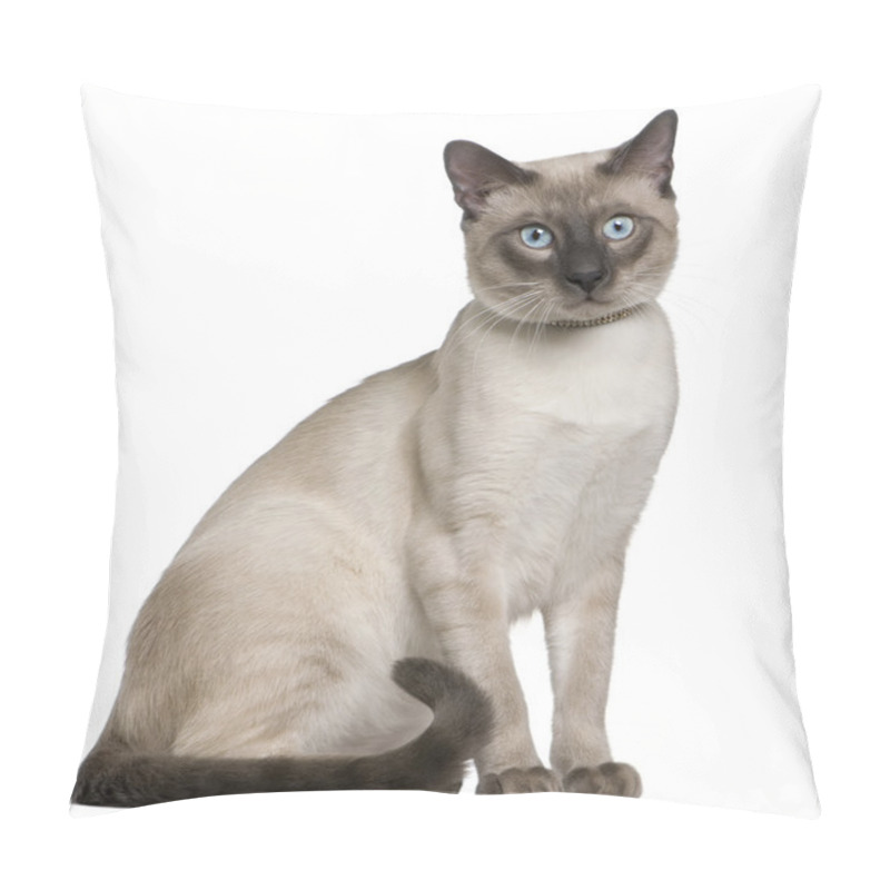 Personality  Siamese cat, 8 months old, sitting in front of white background pillow covers