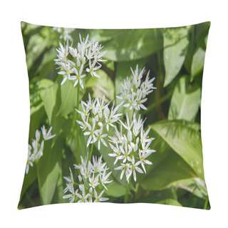 Personality  Wild Garlic (Allium Ursinum) Plant Blooming In A Garden Pillow Covers