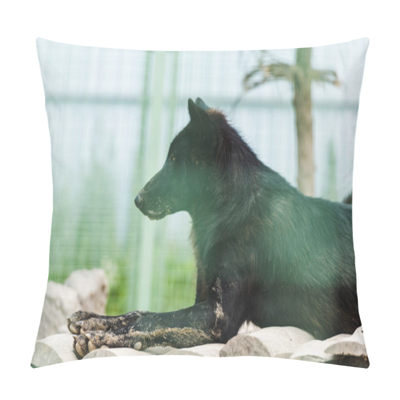 Personality  selective focus of black wild wolf lying in cage  pillow covers
