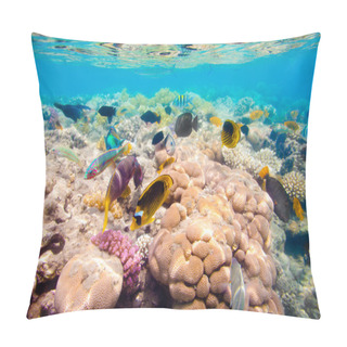 Personality  Tropical Coral Reef. Red Sea Pillow Covers