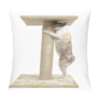 Personality  Cornish Rex Cat And Scratching Post Pillow Covers