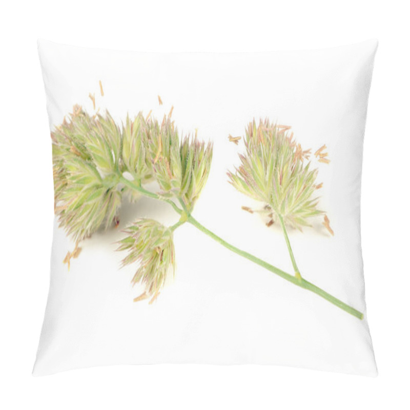 Personality  Dactylis Glomerata (Cocks-Foot) Isolated On White Background Pillow Covers