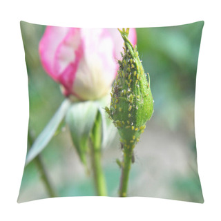 Personality  On The Rose Aphids (macrosiphum Rosae) - Herbivorous Pests Pillow Covers